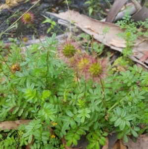 Acaena novae-zelandiae at Tinderry, NSW - 27 Jan 2023