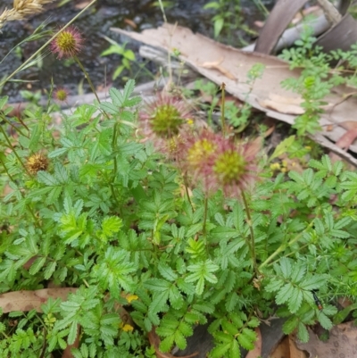 Acaena novae-zelandiae (Bidgee Widgee) at Tinderry, NSW - 27 Jan 2023 by danswell