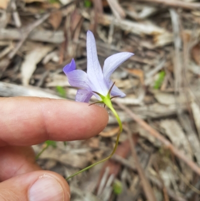 Wahlenbergia capillaris (Tufted Bluebell) at Tinderry, NSW - 27 Jan 2023 by danswell