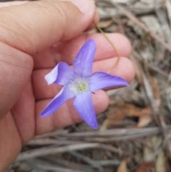 Wahlenbergia capillaris at Tinderry, NSW - 27 Jan 2023