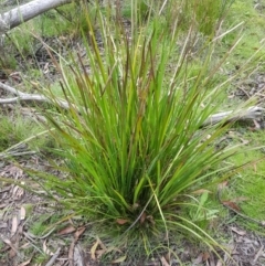 Lomandra longifolia (Spiny-headed Mat-rush, Honey Reed) at Tinderry, NSW - 27 Jan 2023 by danswell