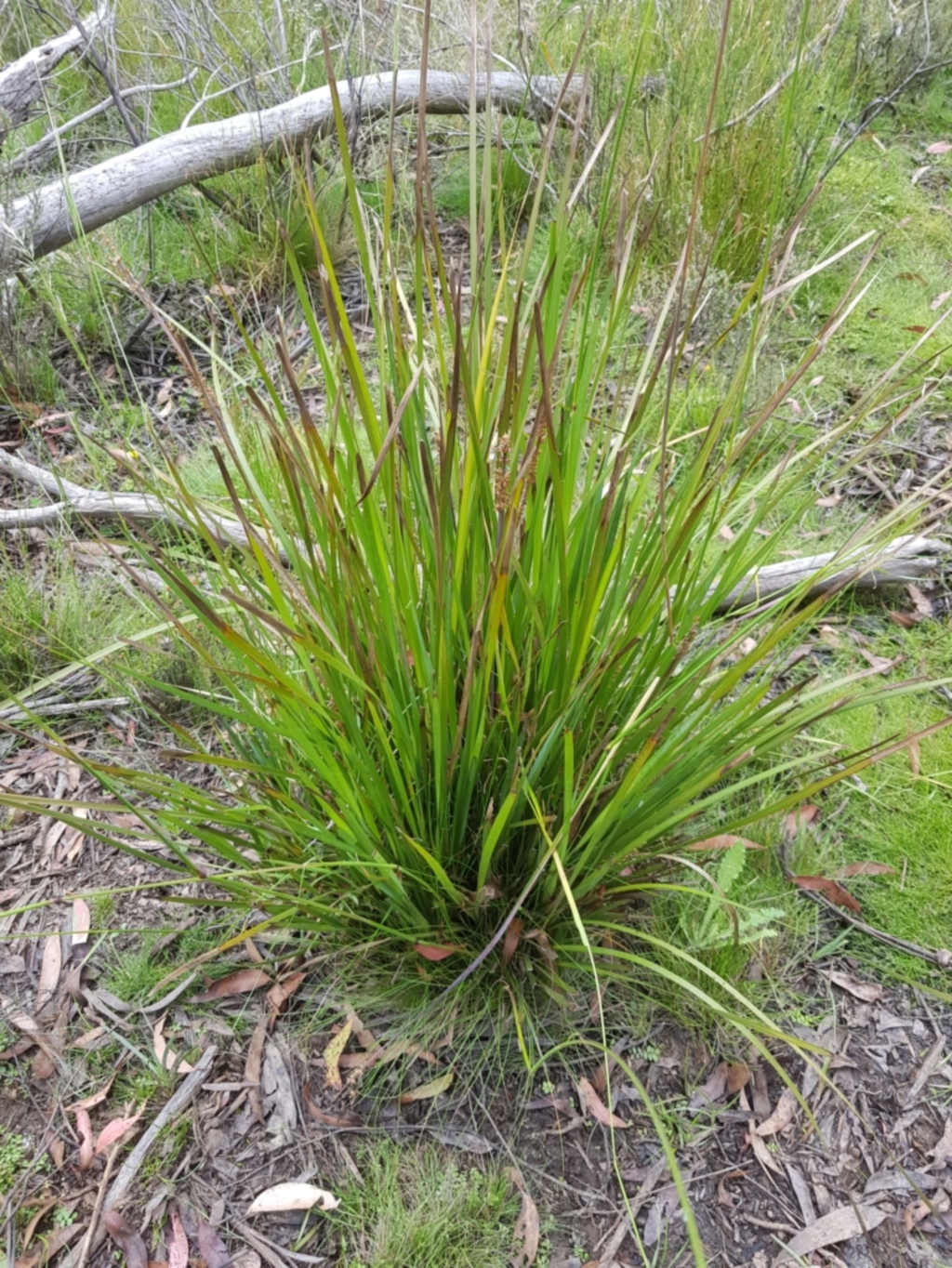 Lomandra longifolia at Tinderry, NSW - 27 Jan 2023