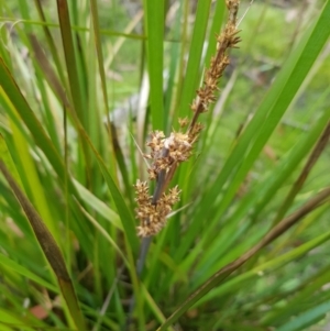 Lomandra longifolia at Tinderry, NSW - 27 Jan 2023