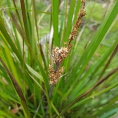 Lomandra longifolia at Tinderry, NSW - 27 Jan 2023