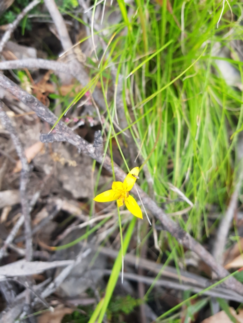 Hypoxis hygrometrica at Tinderry, NSW - 27 Jan 2023