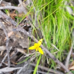Hypoxis hygrometrica (Golden Weather-grass) at Tinderry, NSW - 27 Jan 2023 by danswell