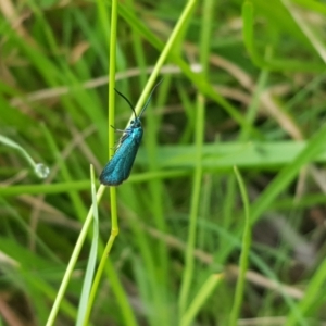 Pollanisus (genus) at Tinderry, NSW - 27 Jan 2023