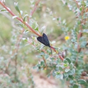 Pollanisus (genus) at Tinderry, NSW - 27 Jan 2023