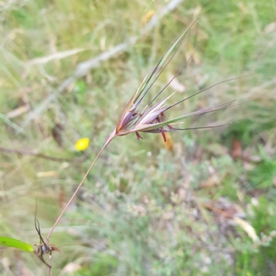 Themeda triandra (Kangaroo Grass) at Tinderry, NSW - 27 Jan 2023 by danswell