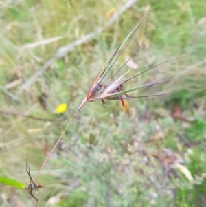 Themeda triandra (Kangaroo Grass) at by danswell