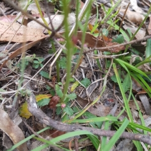 Brachyscome spathulata at Tinderry, NSW - 27 Jan 2023