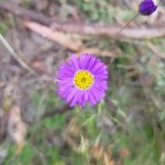 Brachyscome spathulata at Tinderry, NSW - 27 Jan 2023