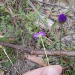 Brachyscome spathulata at Tinderry, NSW - 27 Jan 2023