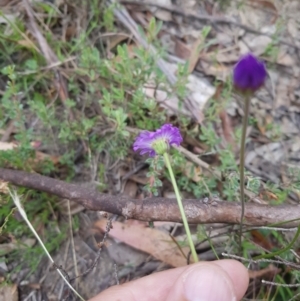 Brachyscome spathulata at Tinderry, NSW - 27 Jan 2023