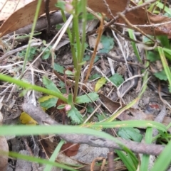 Brachyscome spathulata at Tinderry, NSW - 27 Jan 2023