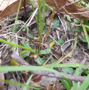 Brachyscome spathulata at Tinderry, NSW - 27 Jan 2023