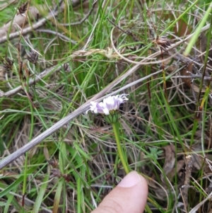 Brachyscome decipiens at Tinderry, NSW - 27 Jan 2023 11:50 AM