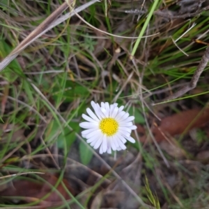 Brachyscome decipiens at Tinderry, NSW - 27 Jan 2023