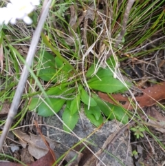 Brachyscome decipiens at Tinderry, NSW - 27 Jan 2023 11:50 AM