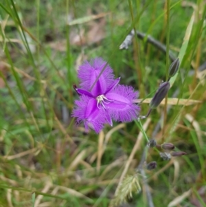 Thysanotus tuberosus subsp. tuberosus (Common Fringe-lily) at by danswell