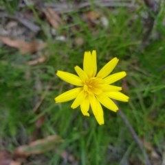 Microseris walteri at Tinderry, NSW - 27 Jan 2023