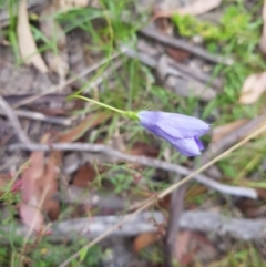 Wahlenbergia capillaris (Tufted Bluebell) at Tinderry, NSW - 27 Jan 2023 by danswell