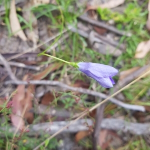 Wahlenbergia capillaris at Tinderry, NSW - 27 Jan 2023