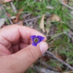 Wahlenbergia capillaris at Tinderry, NSW - 27 Jan 2023 11:37 AM