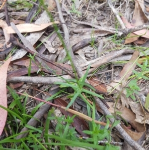 Wahlenbergia capillaris at Tinderry, NSW - 27 Jan 2023