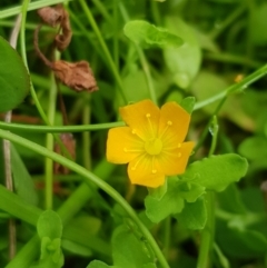 Hypericum japonicum (Creeping St John's Wort) at Tinderry, NSW - 27 Jan 2023 by danswell