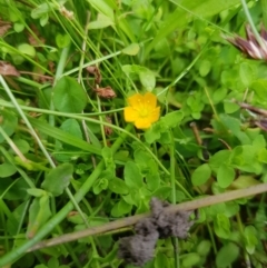 Hypericum japonicum at Tinderry, NSW - 27 Jan 2023