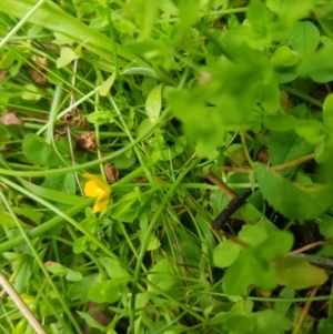 Hypericum japonicum at Tinderry, NSW - 27 Jan 2023