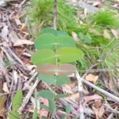 Eucalyptus dalrympleana subsp. dalrympleana (Mountain Gum) at Tinderry, NSW - 27 Jan 2023 by danswell