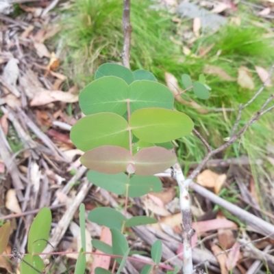 Eucalyptus dalrympleana subsp. dalrympleana (Mountain Gum) at Tinderry, NSW - 27 Jan 2023 by danswell