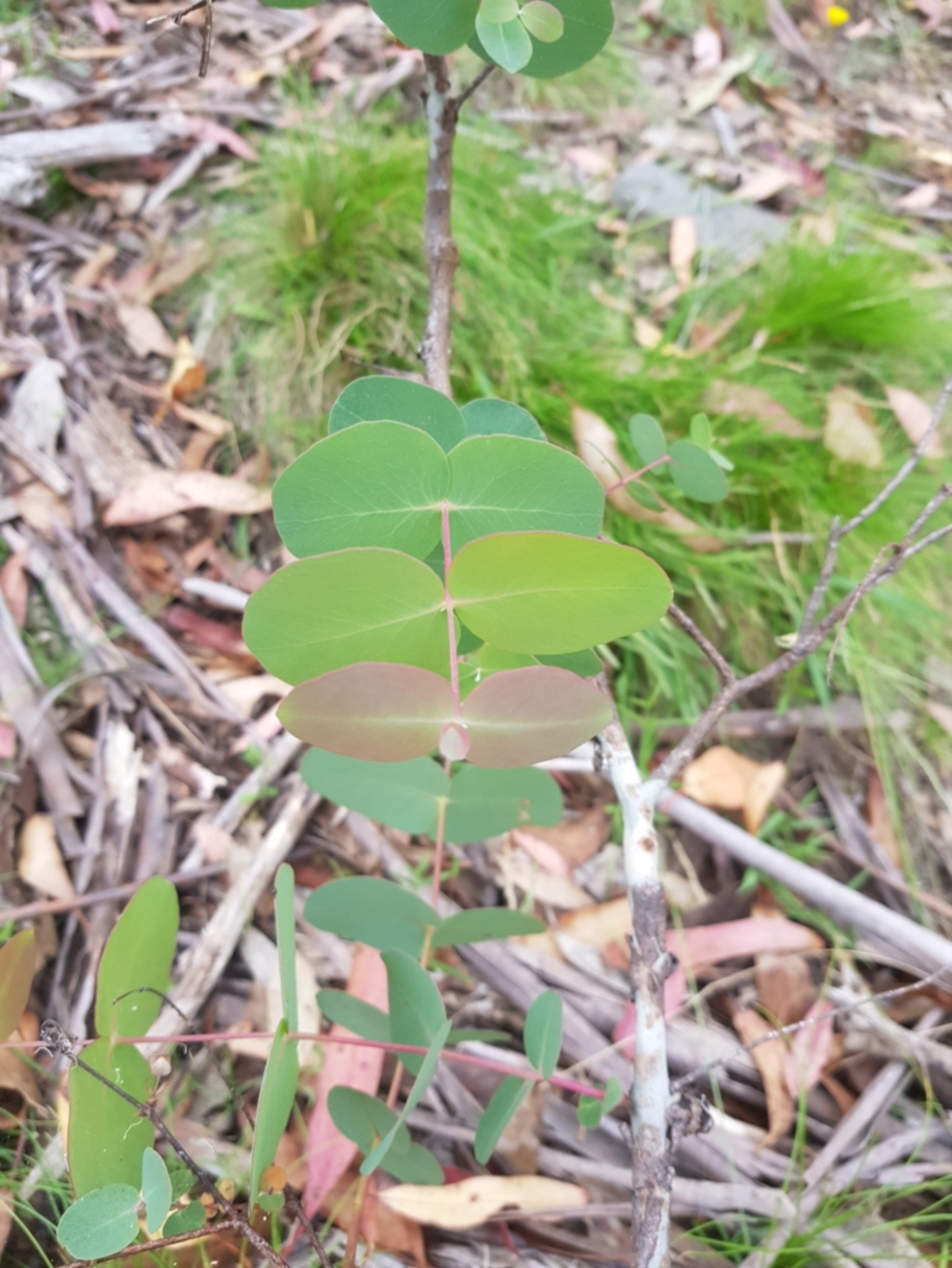 Eucalyptus dalrympleana subsp. dalrympleana at Tinderry, NSW - 27 Jan 2023