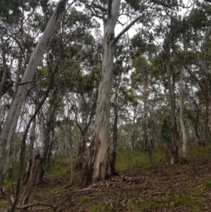 Eucalyptus dalrympleana subsp. dalrympleana at Mt Holland - 27 Jan 2023