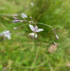 Arthropodium milleflorum at Tinderry, NSW - 27 Jan 2023