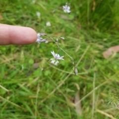 Arthropodium milleflorum at Tinderry, NSW - 27 Jan 2023 11:19 AM