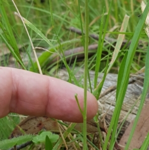 Brachyscome graminea at Tinderry, NSW - 27 Jan 2023 11:18 AM