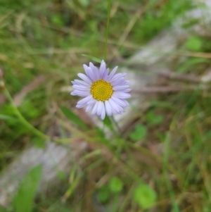 Brachyscome graminea at Tinderry, NSW - 27 Jan 2023 11:18 AM