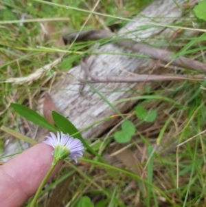 Brachyscome graminea at Tinderry, NSW - 27 Jan 2023 11:18 AM