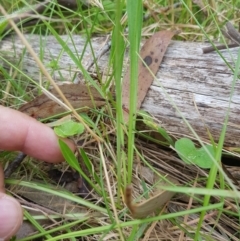 Brachyscome graminea at Tinderry, NSW - 27 Jan 2023 11:18 AM