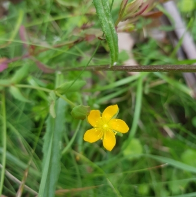 Hypericum gramineum (Small St Johns Wort) at Tinderry, NSW - 27 Jan 2023 by danswell