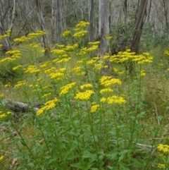 Senecio linearifolius var. latifolius at Tinderry, NSW - 27 Jan 2023 by danswell