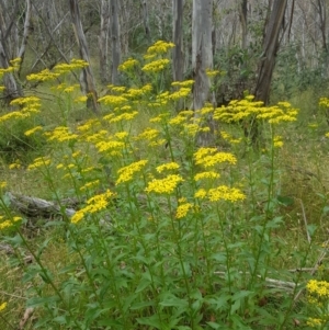 Senecio linearifolius var. latifolius at Tinderry, NSW - 27 Jan 2023 11:09 AM