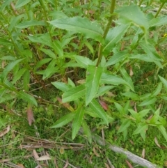 Senecio linearifolius var. latifolius at Tinderry, NSW - 27 Jan 2023 11:09 AM