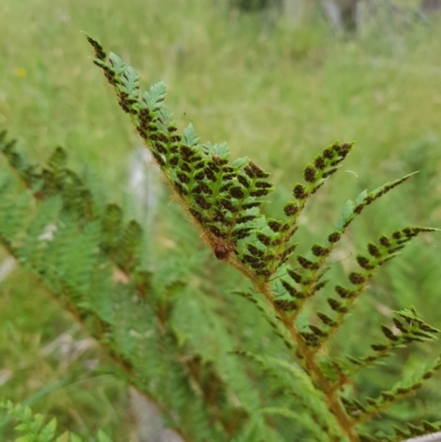 Polystichum proliferum (Mother Shield Fern) at Tinderry, NSW - 27 Jan 2023 by danswell