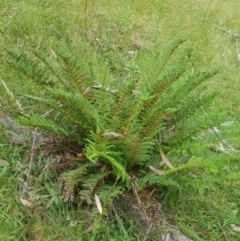 Polystichum proliferum at Tinderry, NSW - 27 Jan 2023