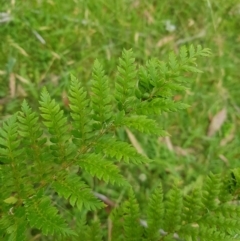 Polystichum proliferum at Tinderry, NSW - 27 Jan 2023 11:06 AM