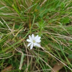 Stellaria pungens (Prickly Starwort) at Tinderry, NSW - 26 Jan 2023 by danswell